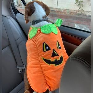 Pumpkin Costume for dog